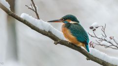 "Eisvogel im Schnee 2024"