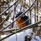 Eisvogel im Schnee