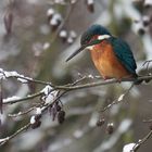 Eisvogel im Schnee