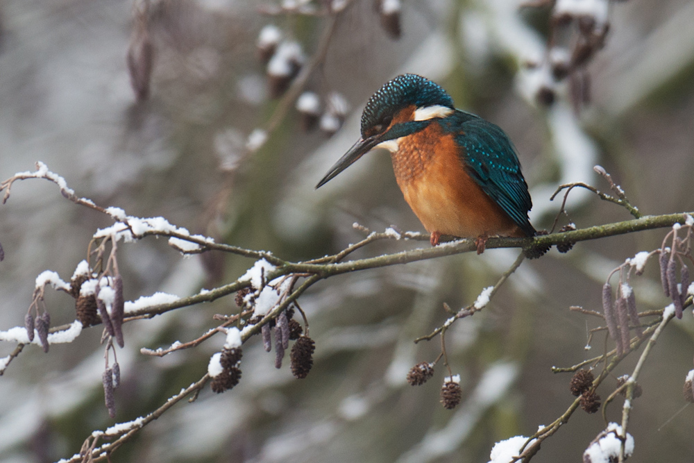 Eisvogel im Schnee