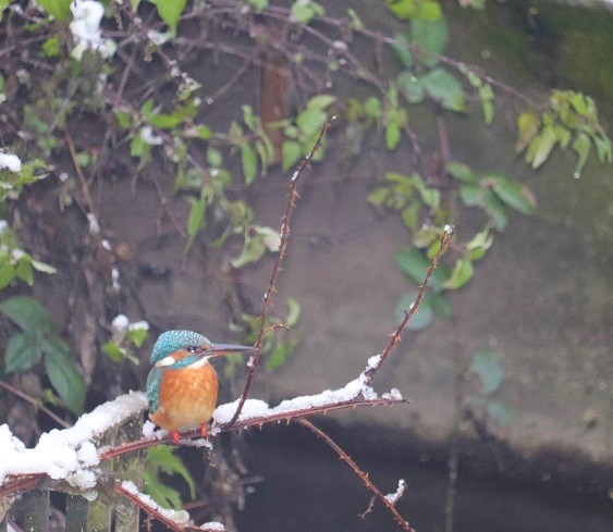 Eisvogel im Schnee