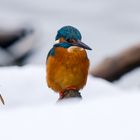 Eisvogel im Schnee