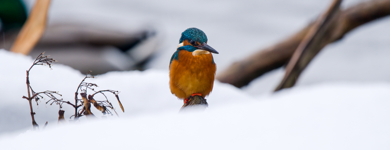 Eisvogel im Schnee