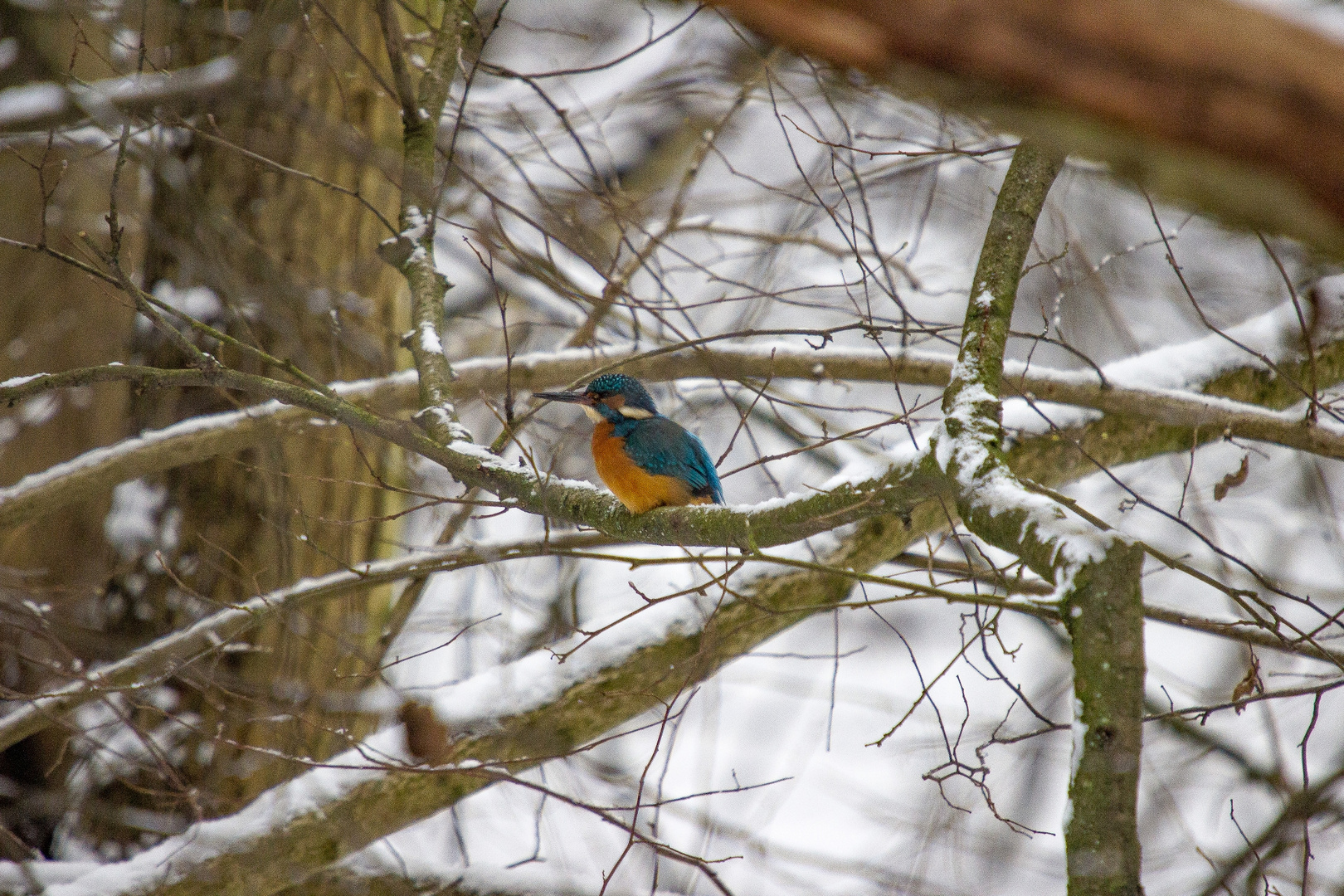 Eisvogel im Schnee