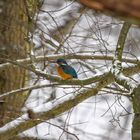 Eisvogel im Schnee