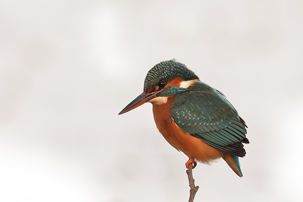 Eisvogel im Schnee II