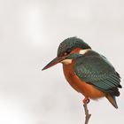 Eisvogel im Schnee II