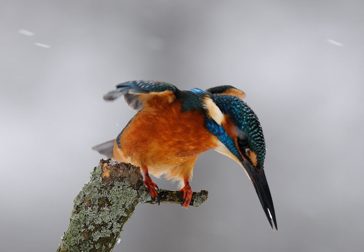 --- Eisvogel im Schneetreiben ---