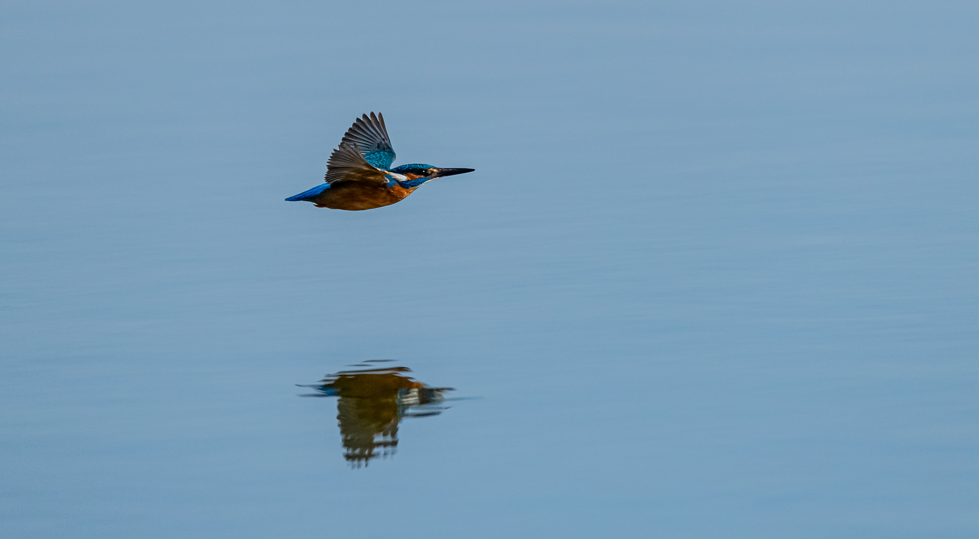 Eisvogel im schnellen Flug ...