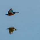 Eisvogel im schnellen Flug ...