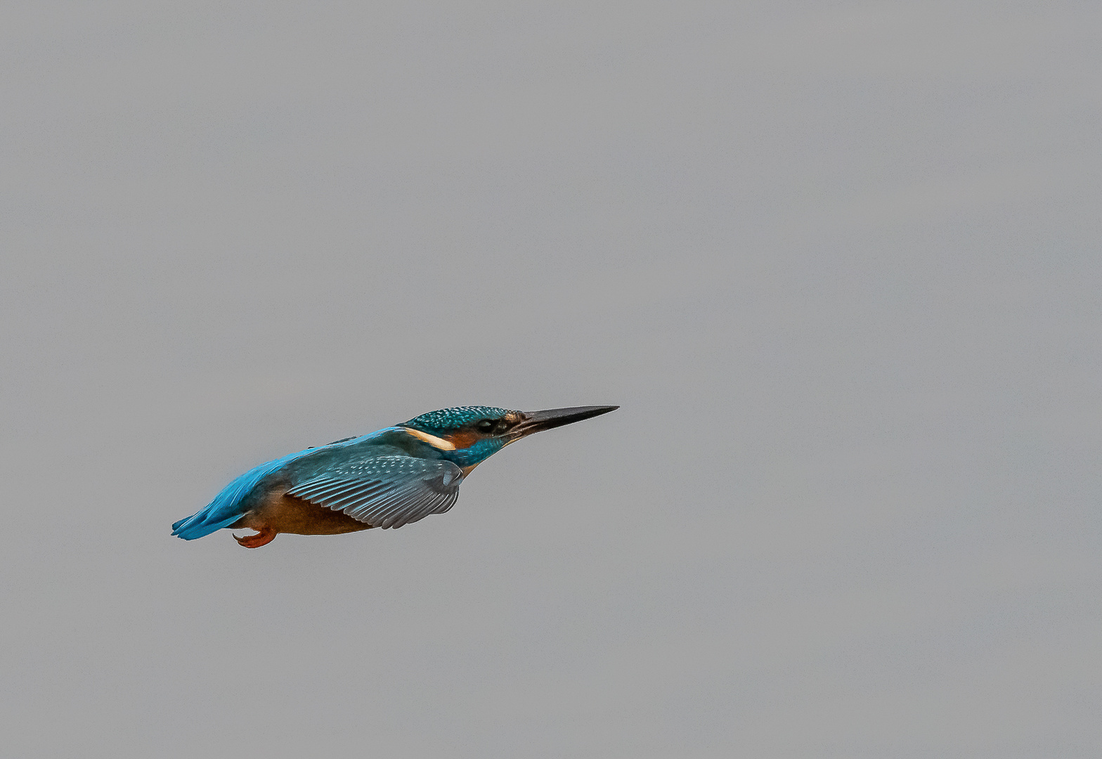 Eisvogel im schnellen Flug über den See