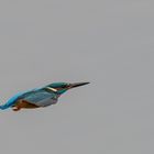 Eisvogel im schnellen Flug über den See