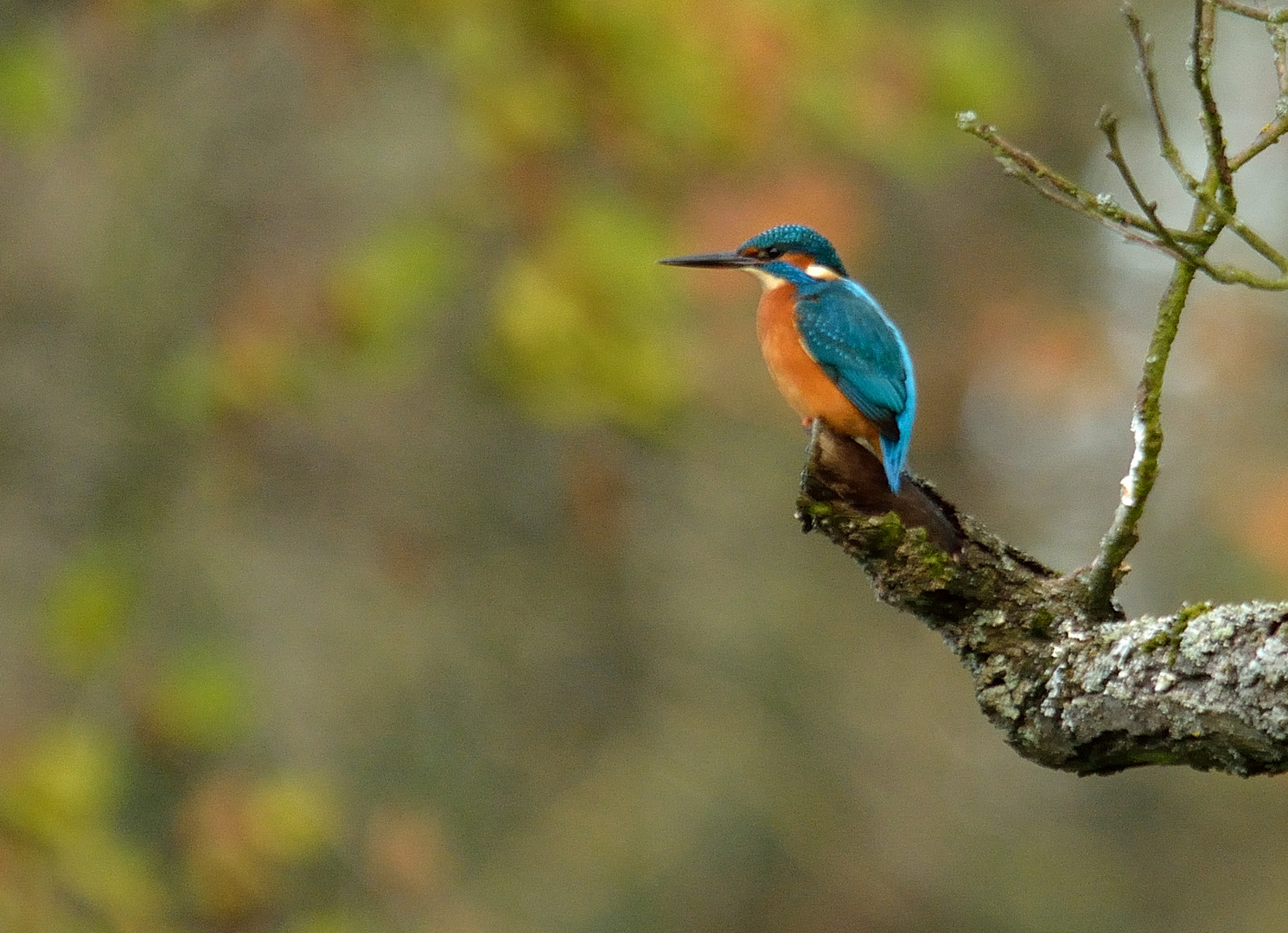 Eisvogel im Schönbusch