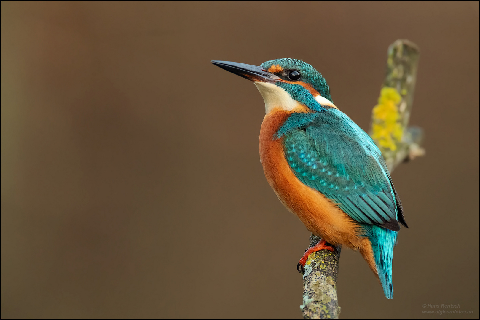 Eisvogel im schönsten Kleid...