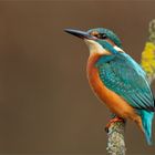 Eisvogel im schönsten Kleid...