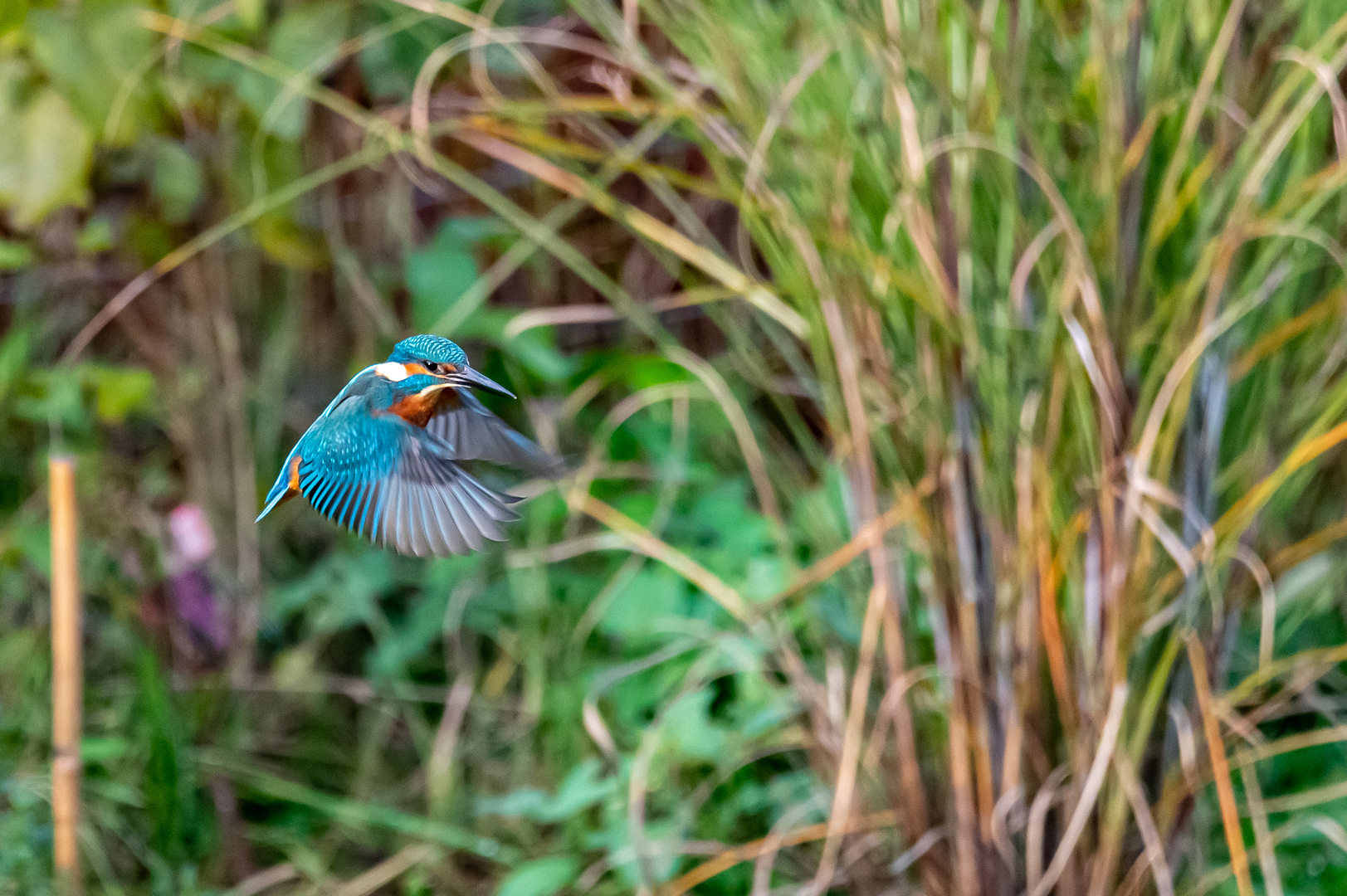 Eisvogel im Schwebeflug