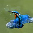 Eisvogel im Schwebflug