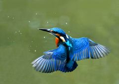 Eisvogel im Schwebflug