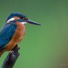 Eisvogel im Sommerregen