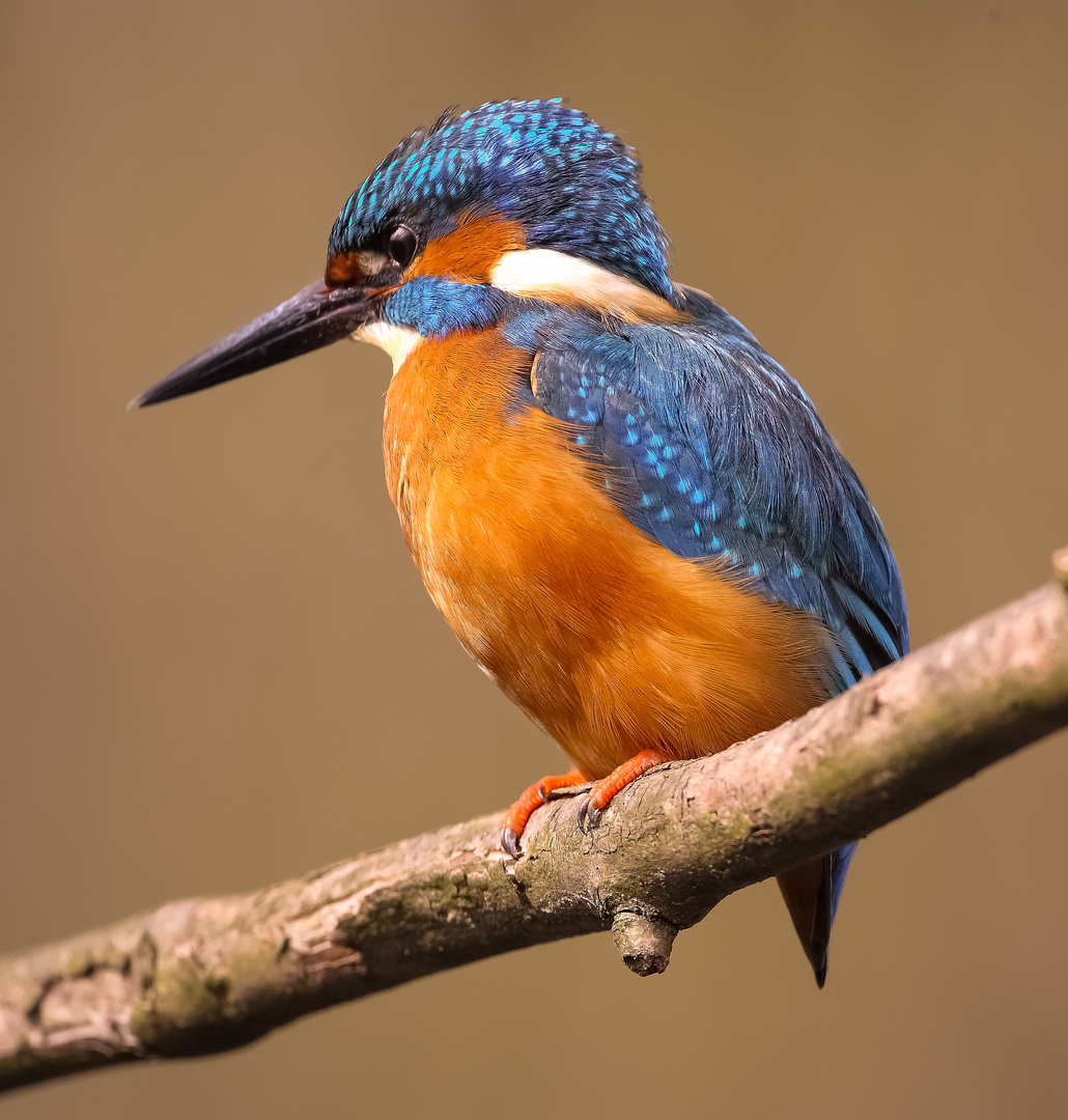 Eisvogel im Sonnenlicht