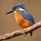 Eisvogel im Sonnenlicht