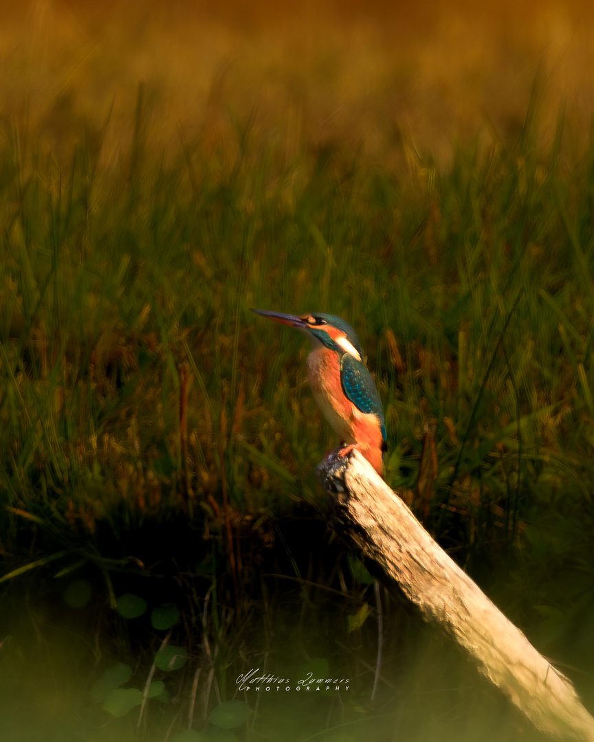 Eisvogel im Sonnenlicht