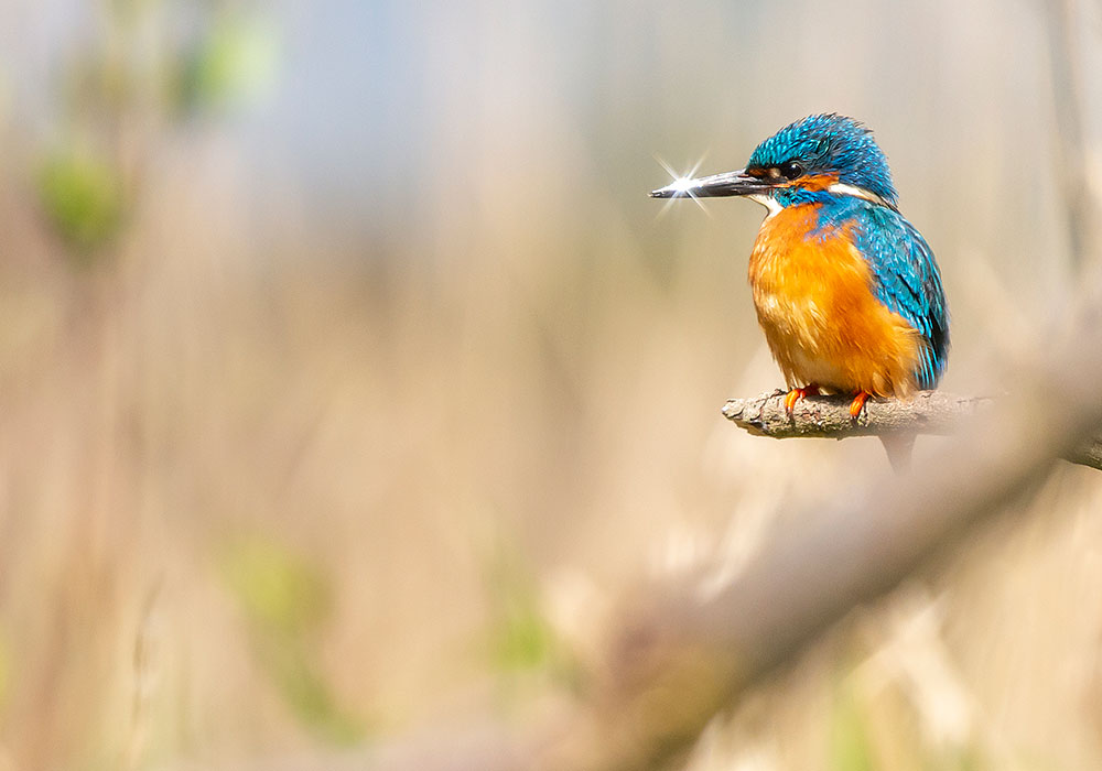 Eisvogel im Sonnenschein