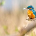 Eisvogel im Sonnenschein