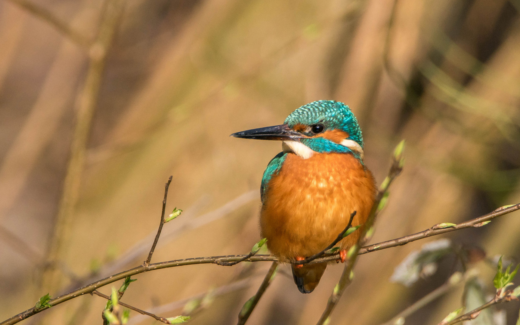 Eisvogel im Sonnenschein