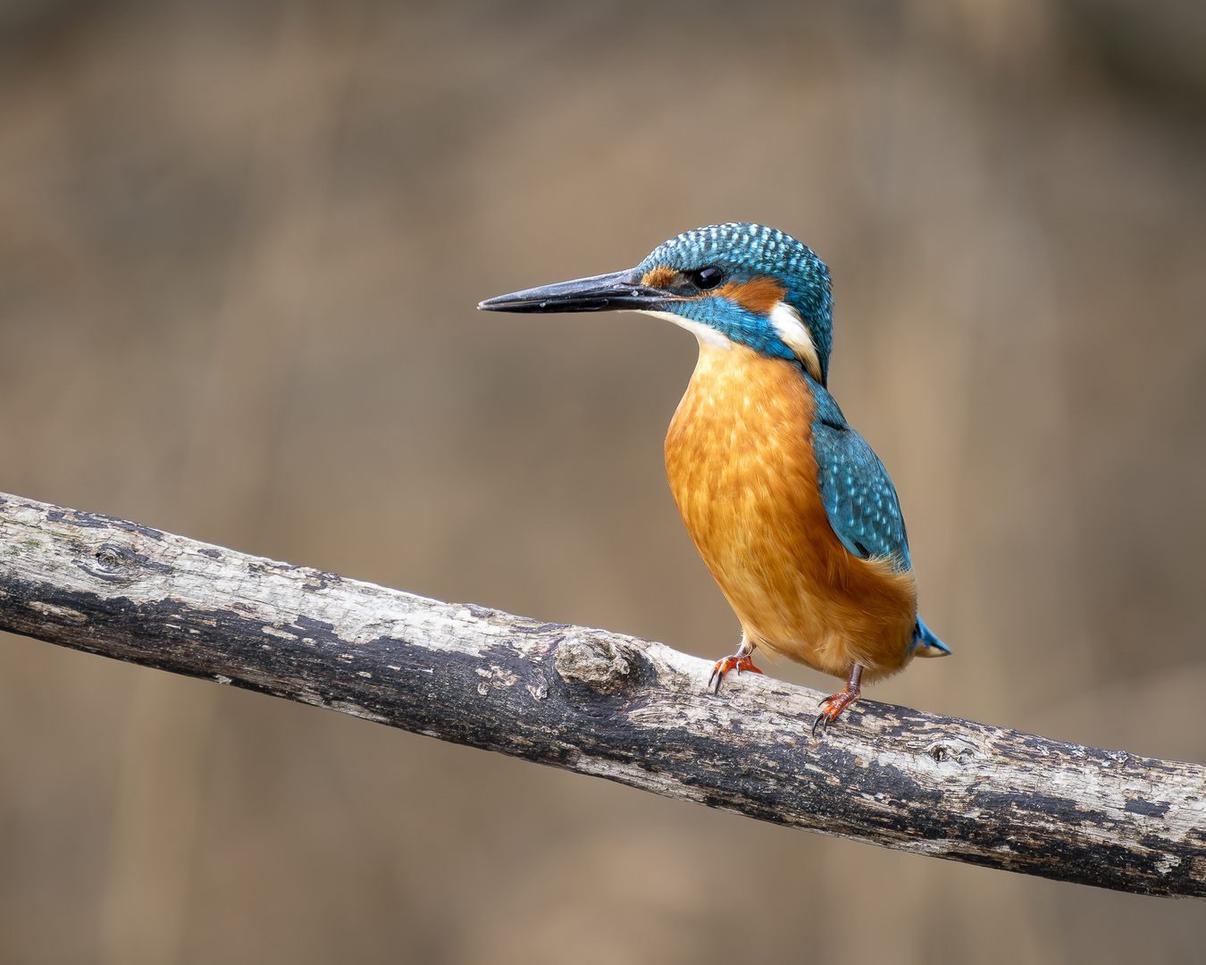 Eisvogel im Spätherbst