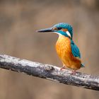 Eisvogel im Spätherbst