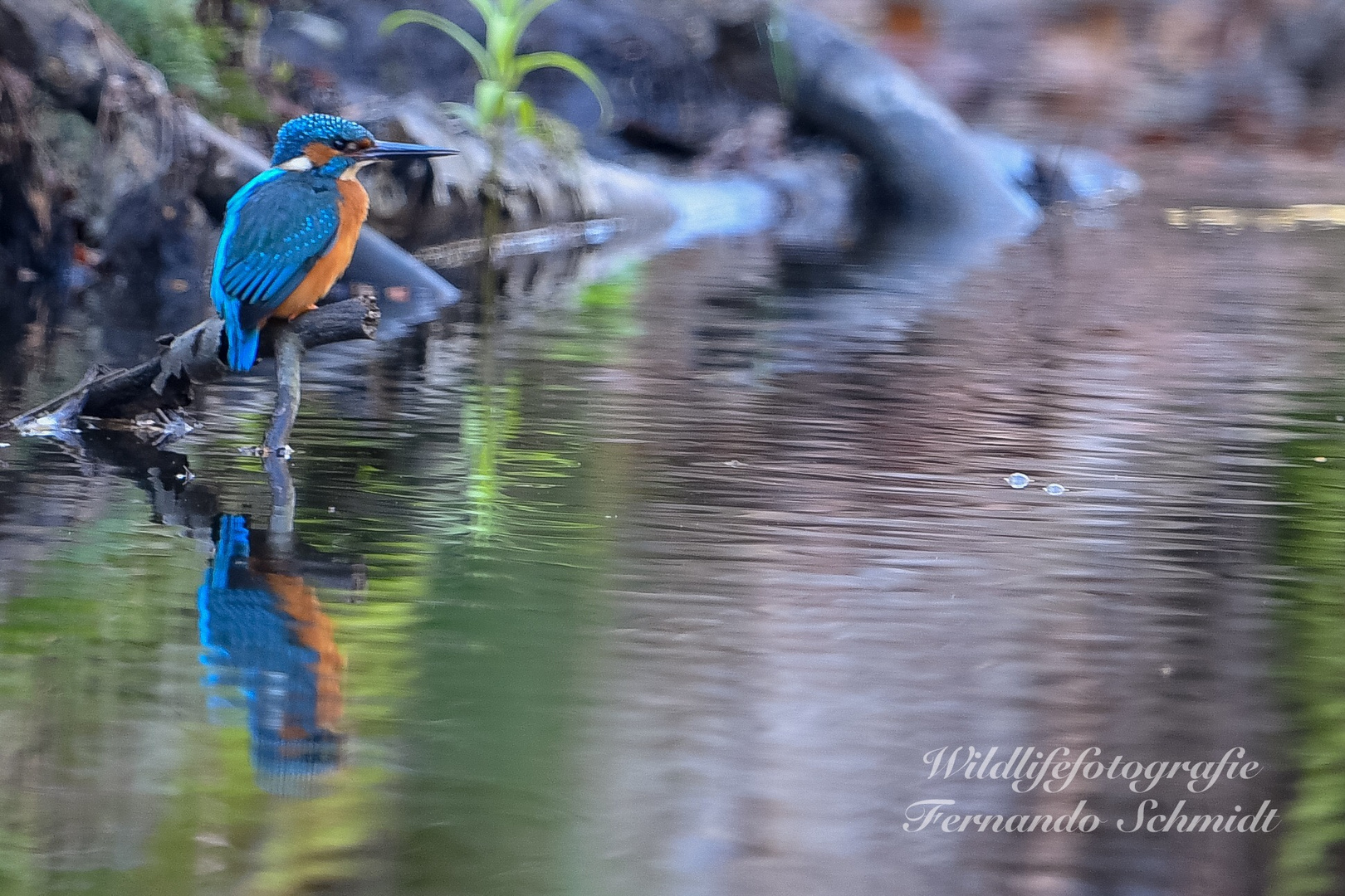  Eisvogel im Spiegel 