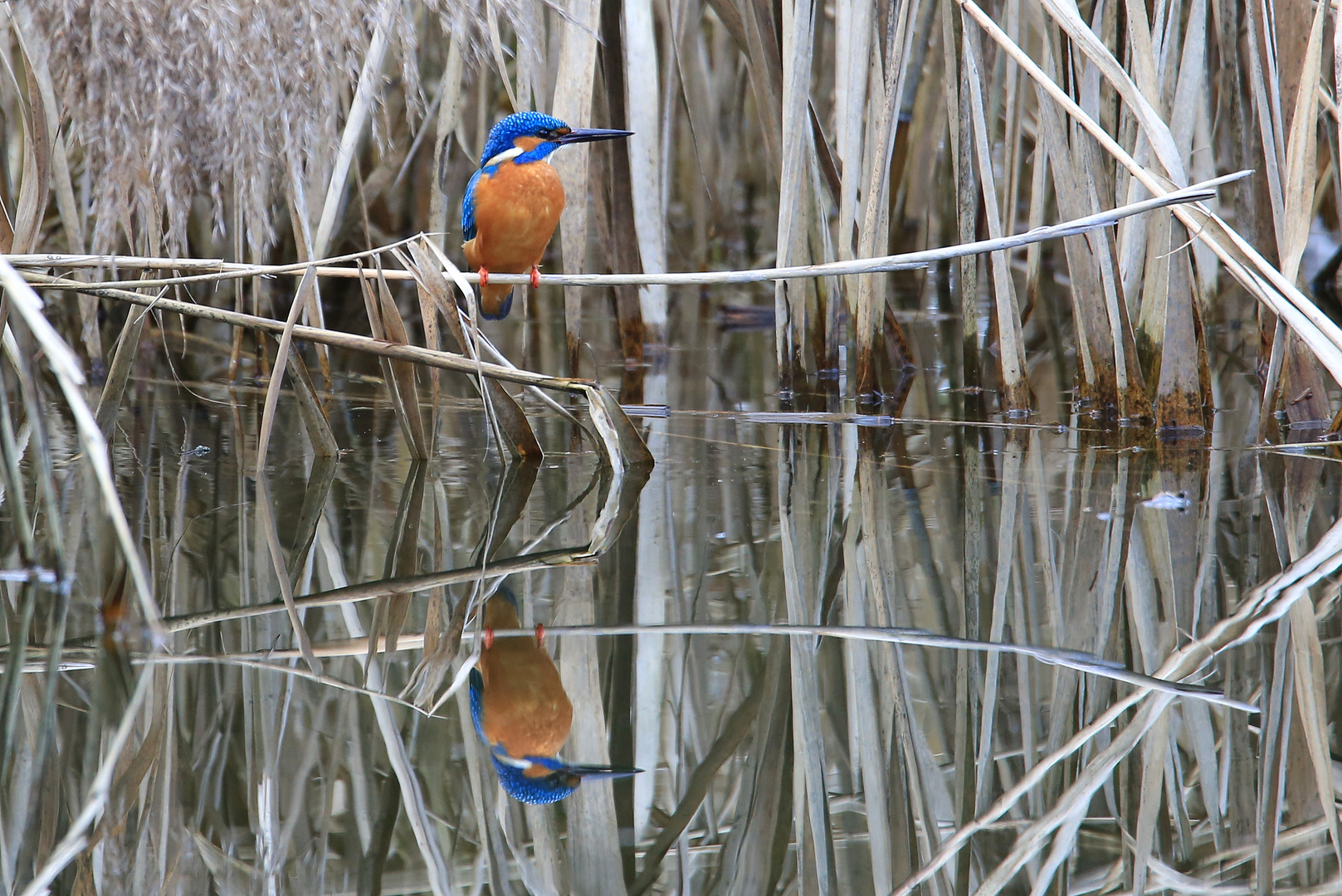 Eisvogel im Spiegel