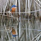 Eisvogel im Spiegel