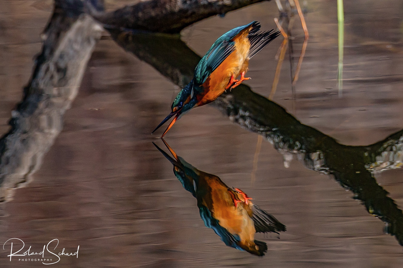 Eisvogel im Spiegel