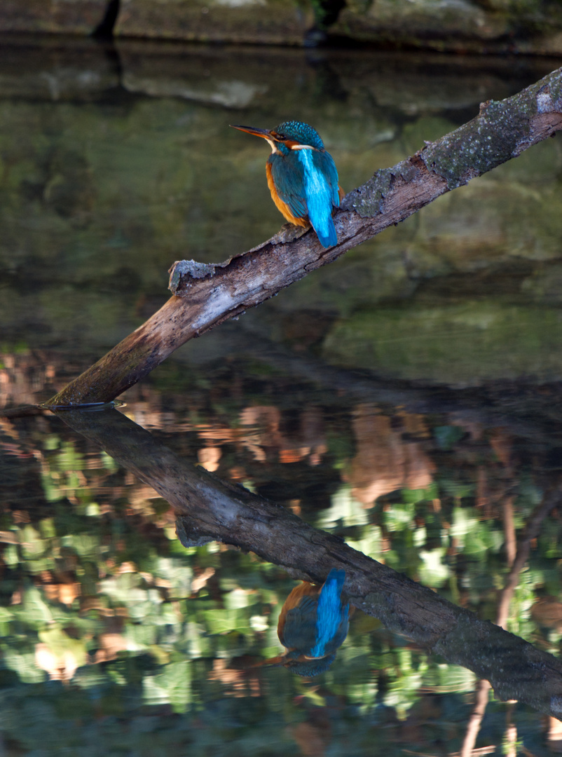 Eisvogel im Spiegelbild