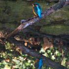 Eisvogel im Spiegelbild