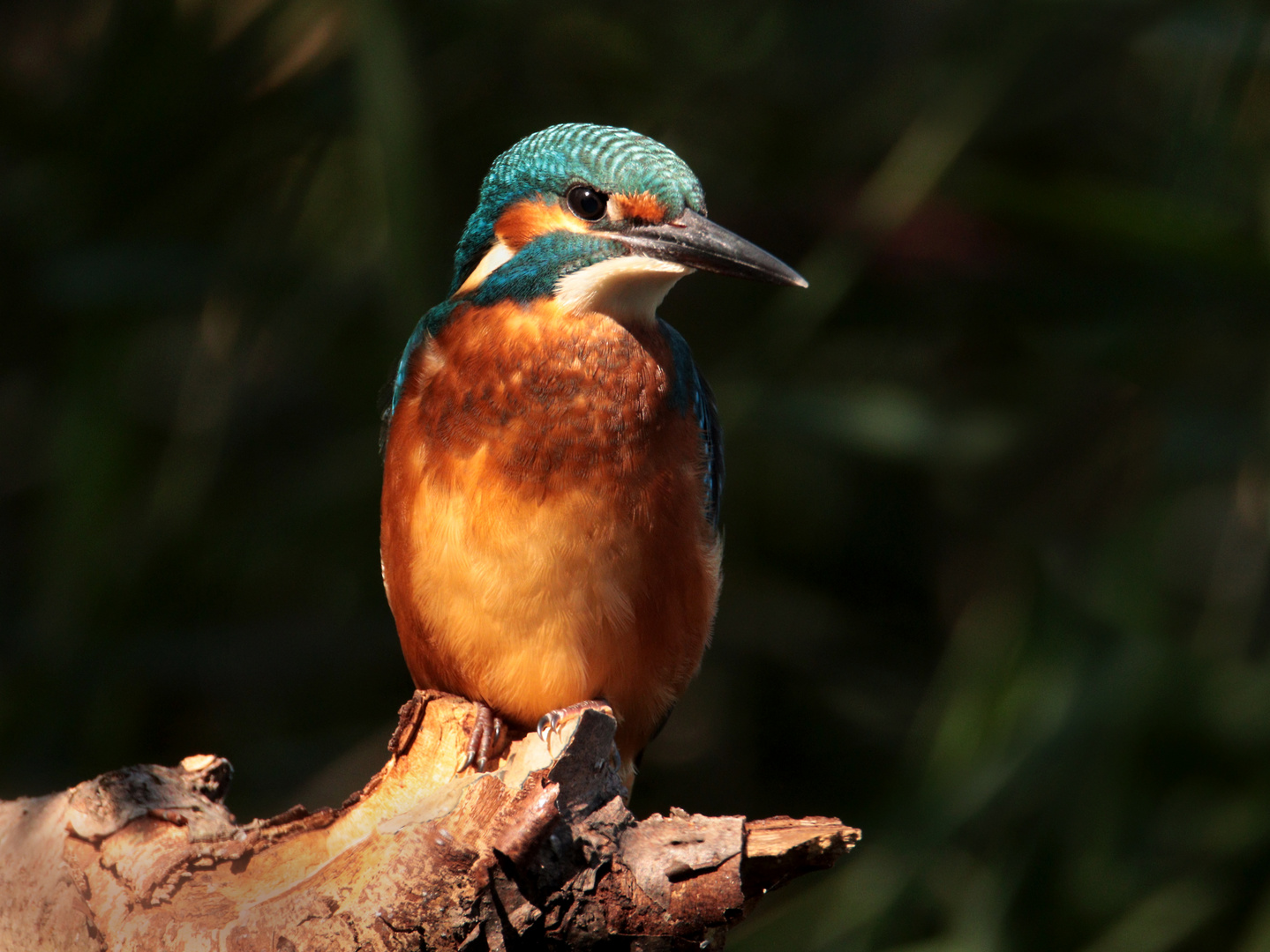 Eisvogel im Spotlicht