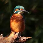 Eisvogel im Spotlicht