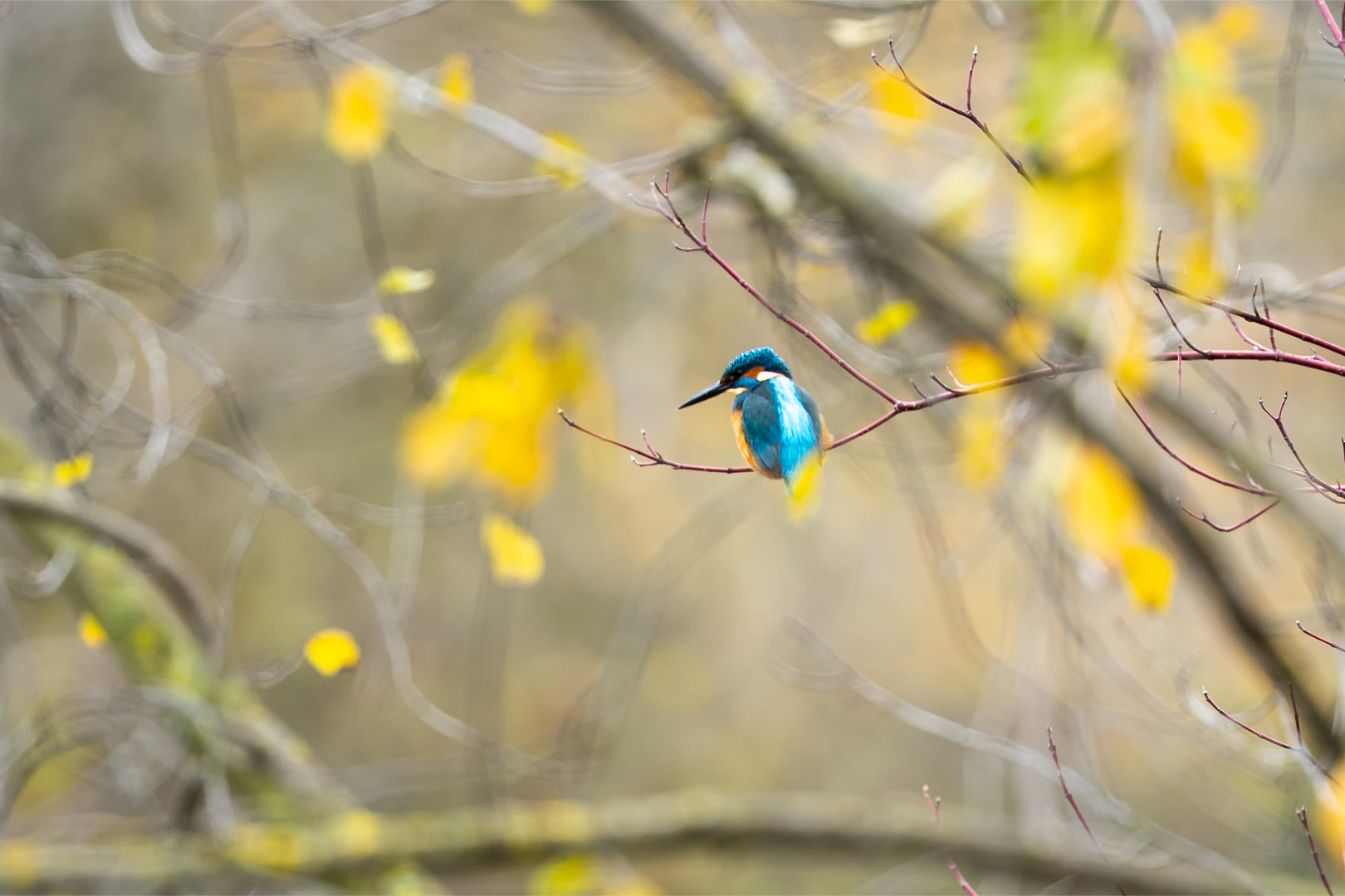 Eisvogel im Stadtpark