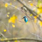 Eisvogel im Stadtpark