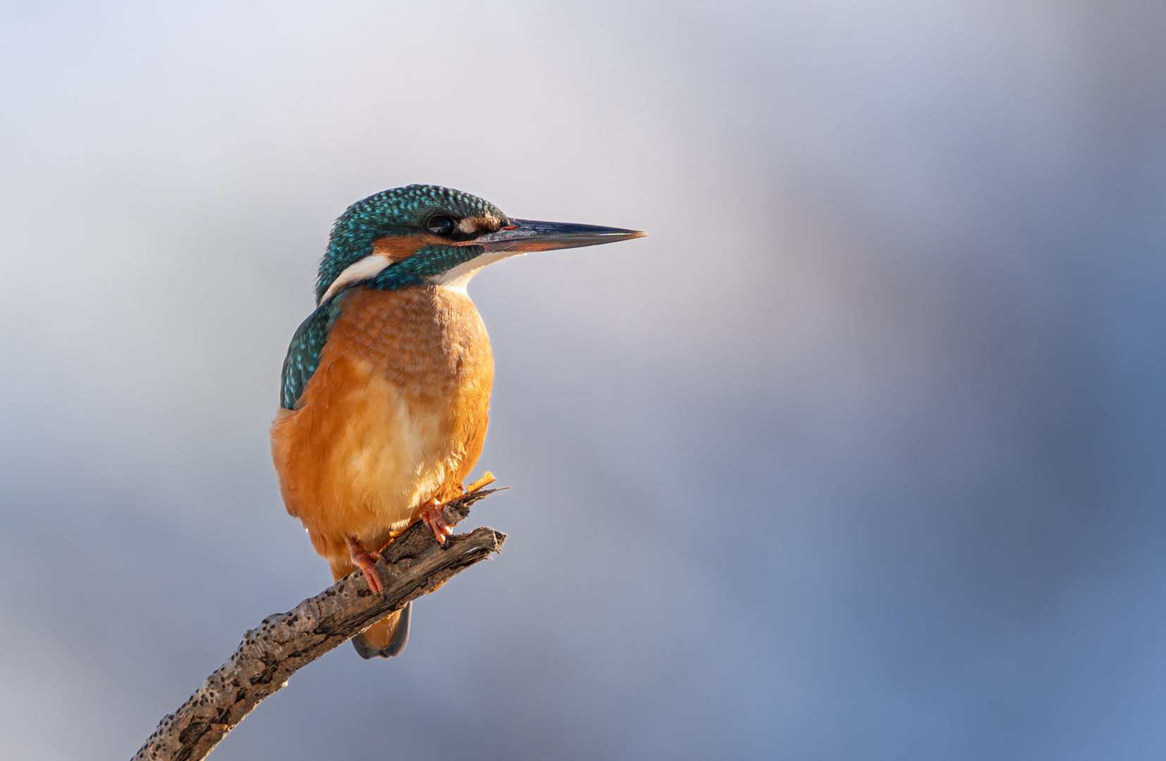 Eisvogel im Stadtwald Elsfleth