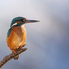 Eisvogel im Stadtwald Elsfleth