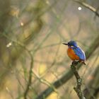 Eisvogel im Streiflicht