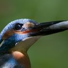 Eisvogel im Streiflicht