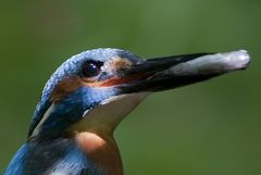 Eisvogel im Streiflicht