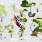 Eisvogel im Sturzflug