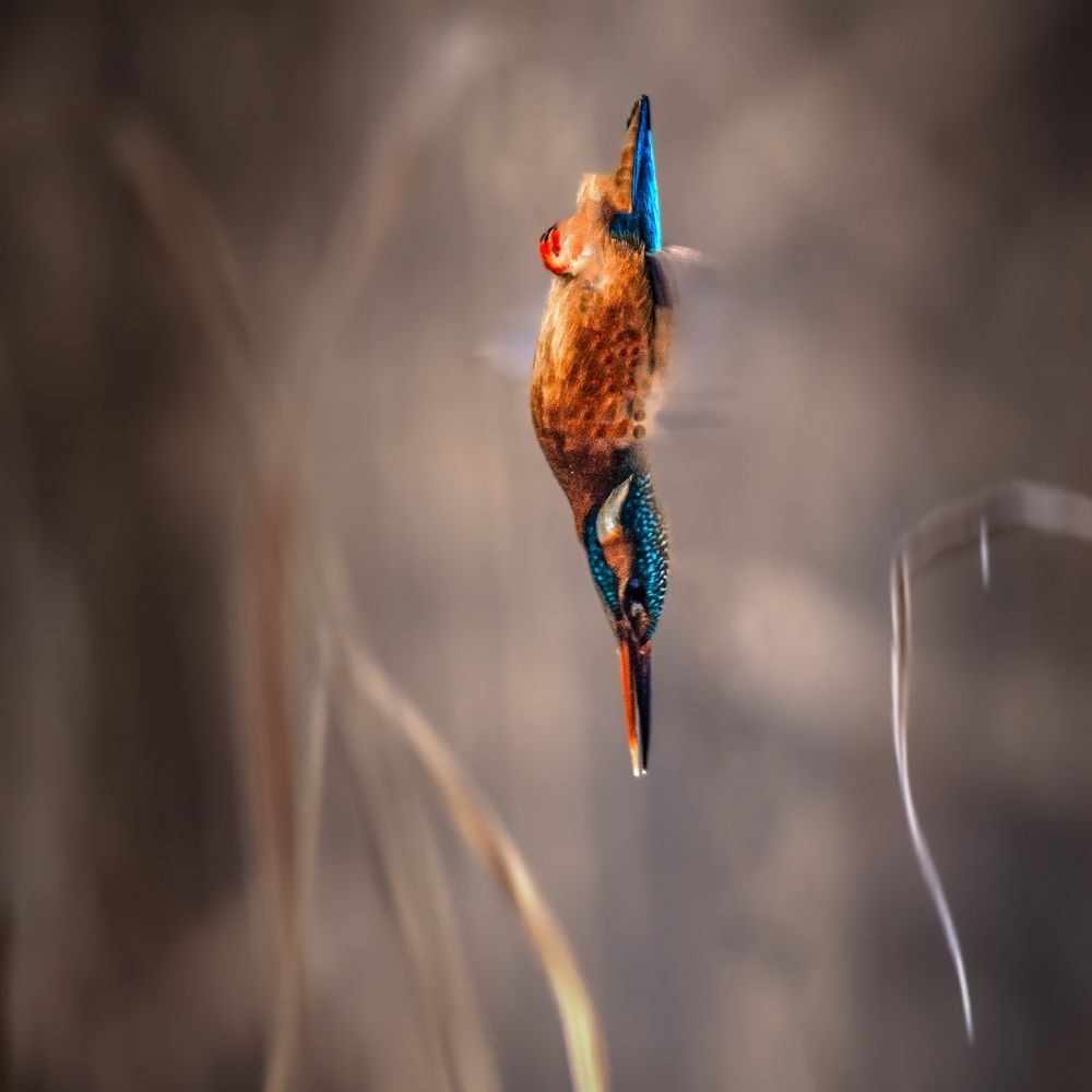 Eisvogel im Sturzflug