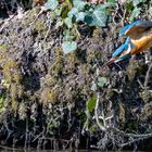 Eisvogel im Sturzflug