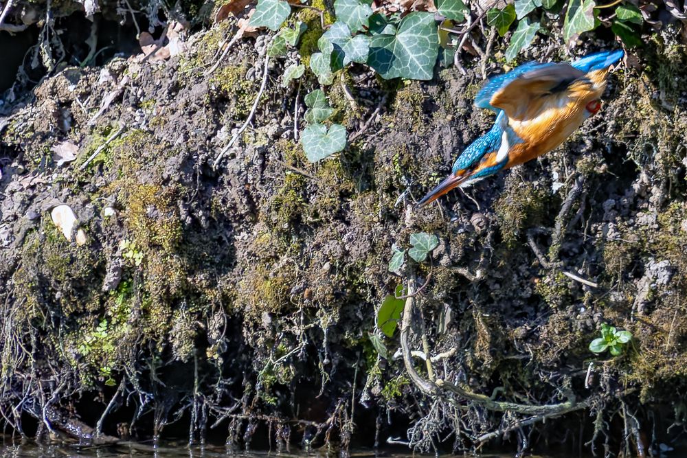 Eisvogel im Sturzflug